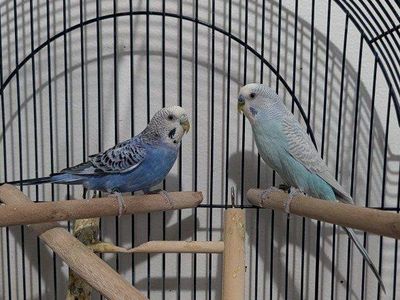 2 Parakeets and complete setup