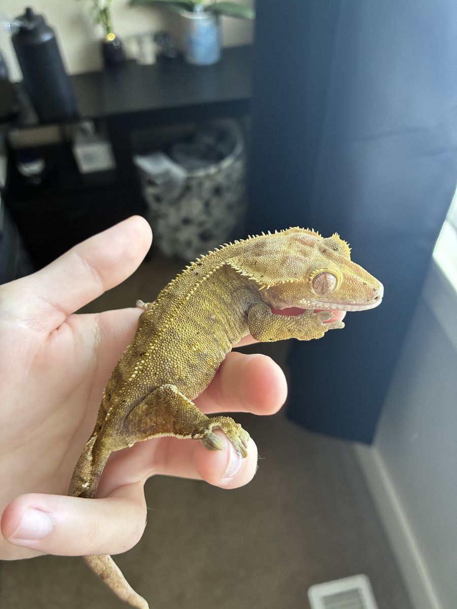 Gorgeous Proven Golden Flame Female Crested Gecko