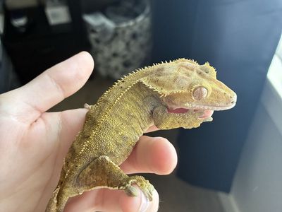 Gorgeous Proven Golden Flame Female Crested Gecko