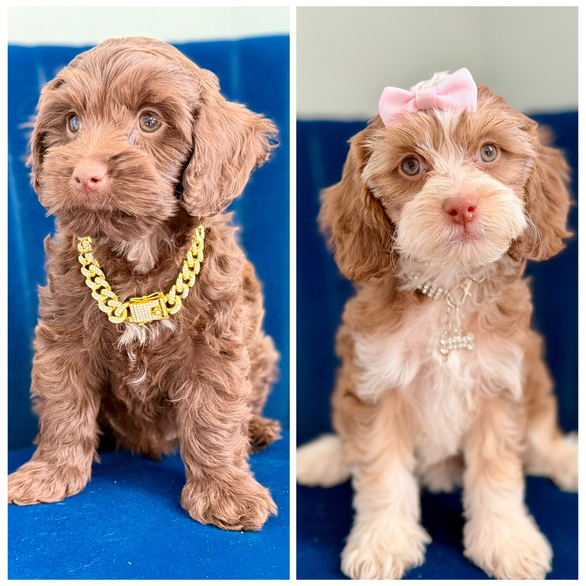 Cavapoo puppies