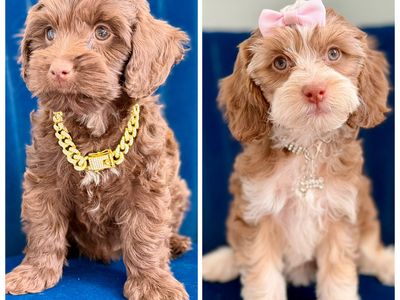 Cavapoo puppies