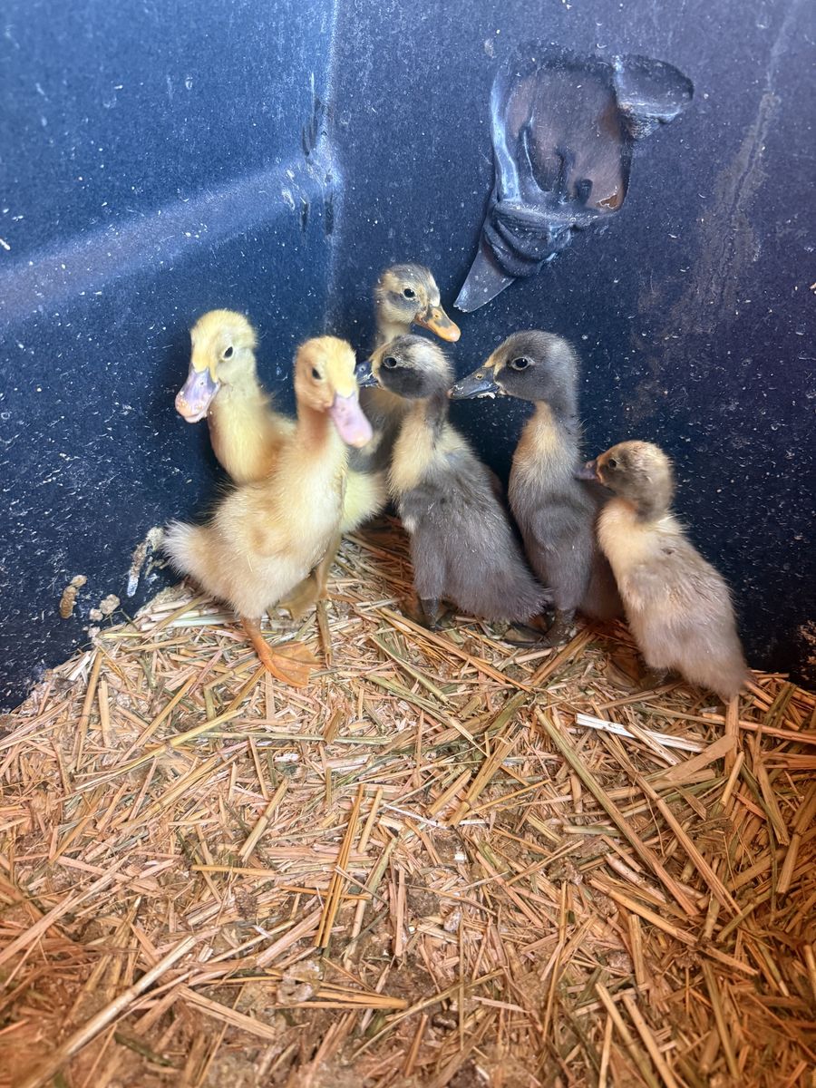 Runner/blue swedish ducklings