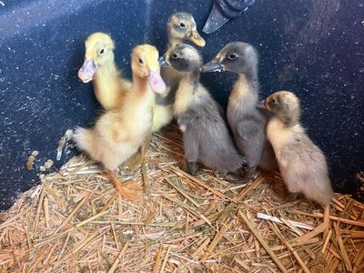 Runner/blue swedish ducklings