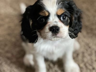 AKC Cavalier King Charles Puppies