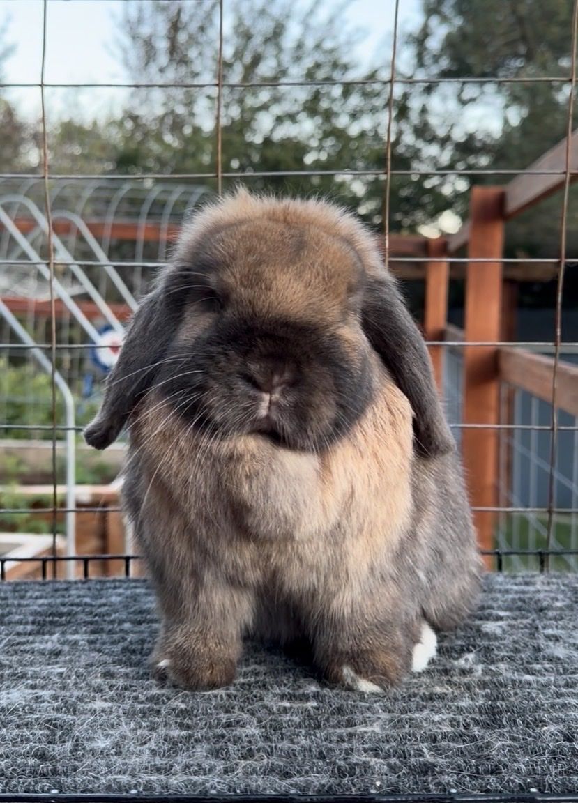 Holland Lop Doe