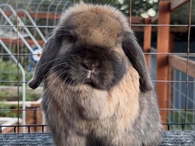 Holland Lop Doe