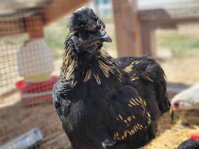 Easter Egger Cockerel