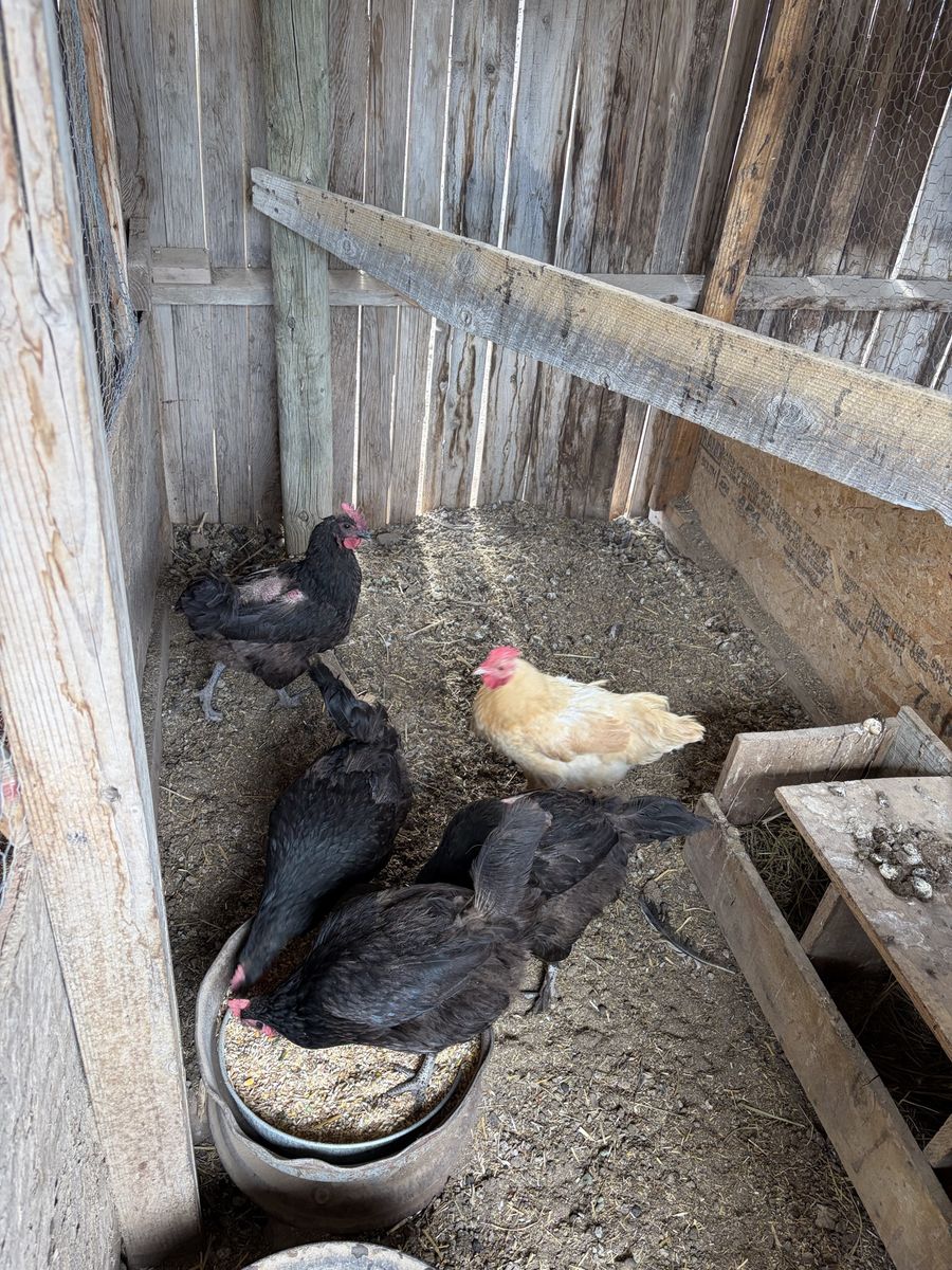 Laying hens