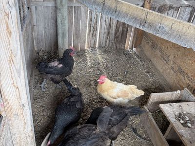 Laying hens