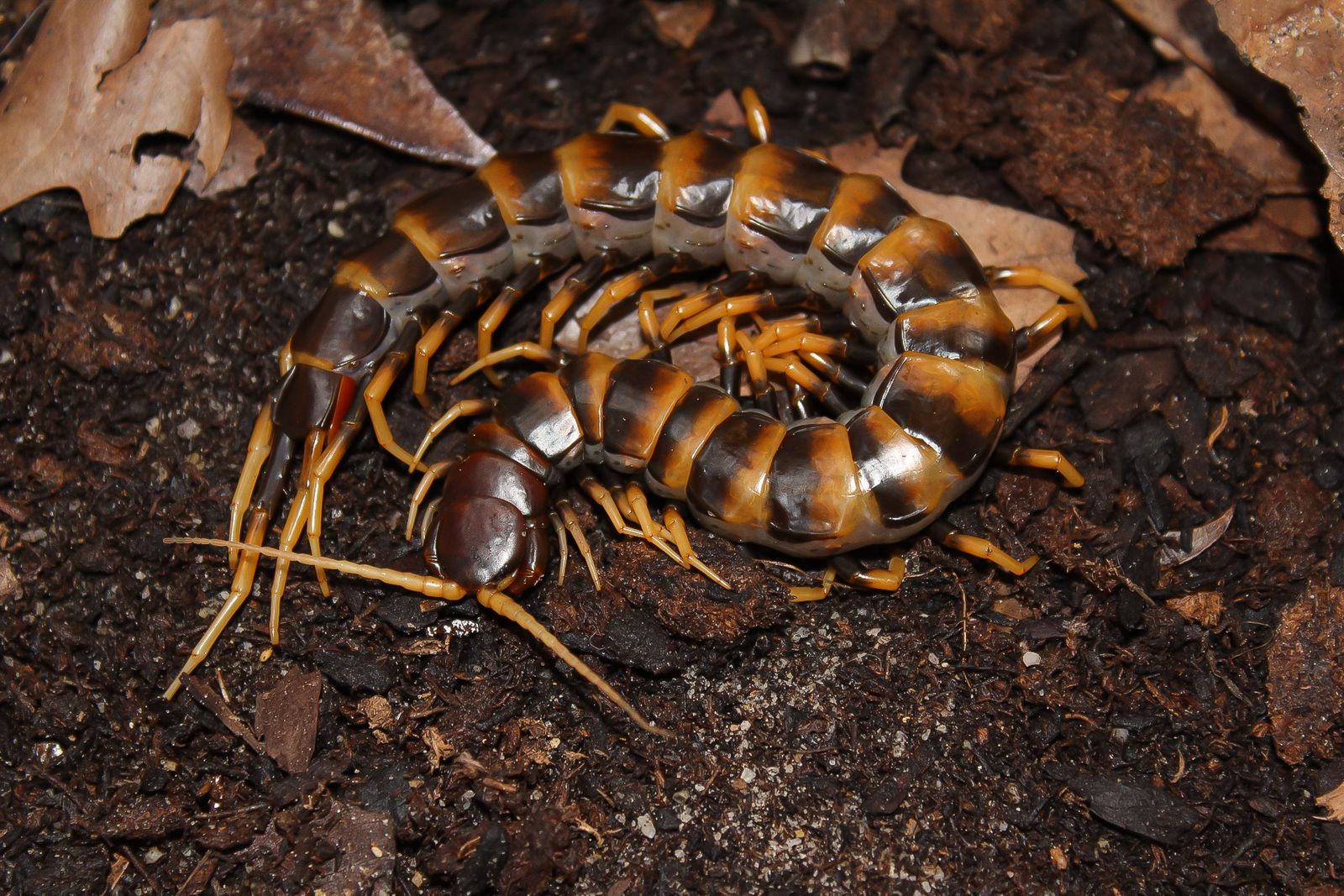 Tarantulas, Centipedes, Scorpions