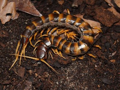 Tarantulas, Centipedes, Scorpions
