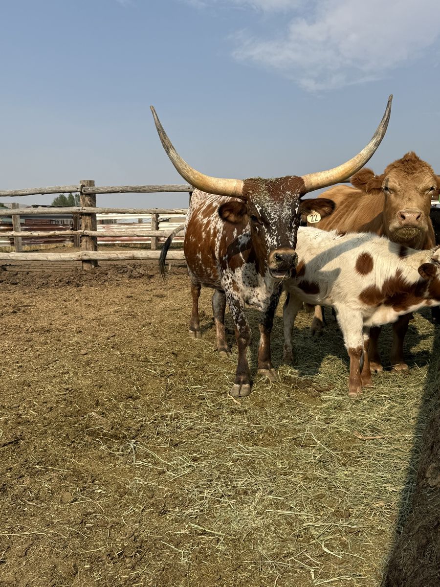 Longhorn Cow/Calf Pair