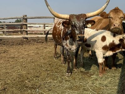 Longhorn Cow/Calf Pair