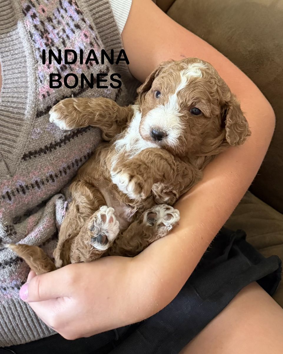 Red Fox F1B miniature Labradoodles - Ready July 18th for your Loving Home!