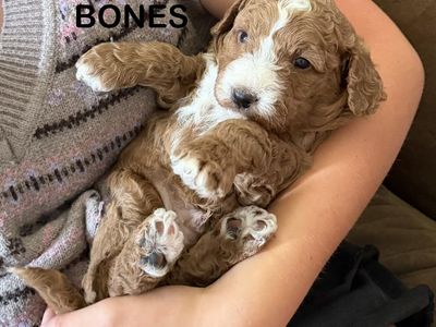 Red Fox F1B miniature Labradoodles - Ready July 18th for your Loving Home!