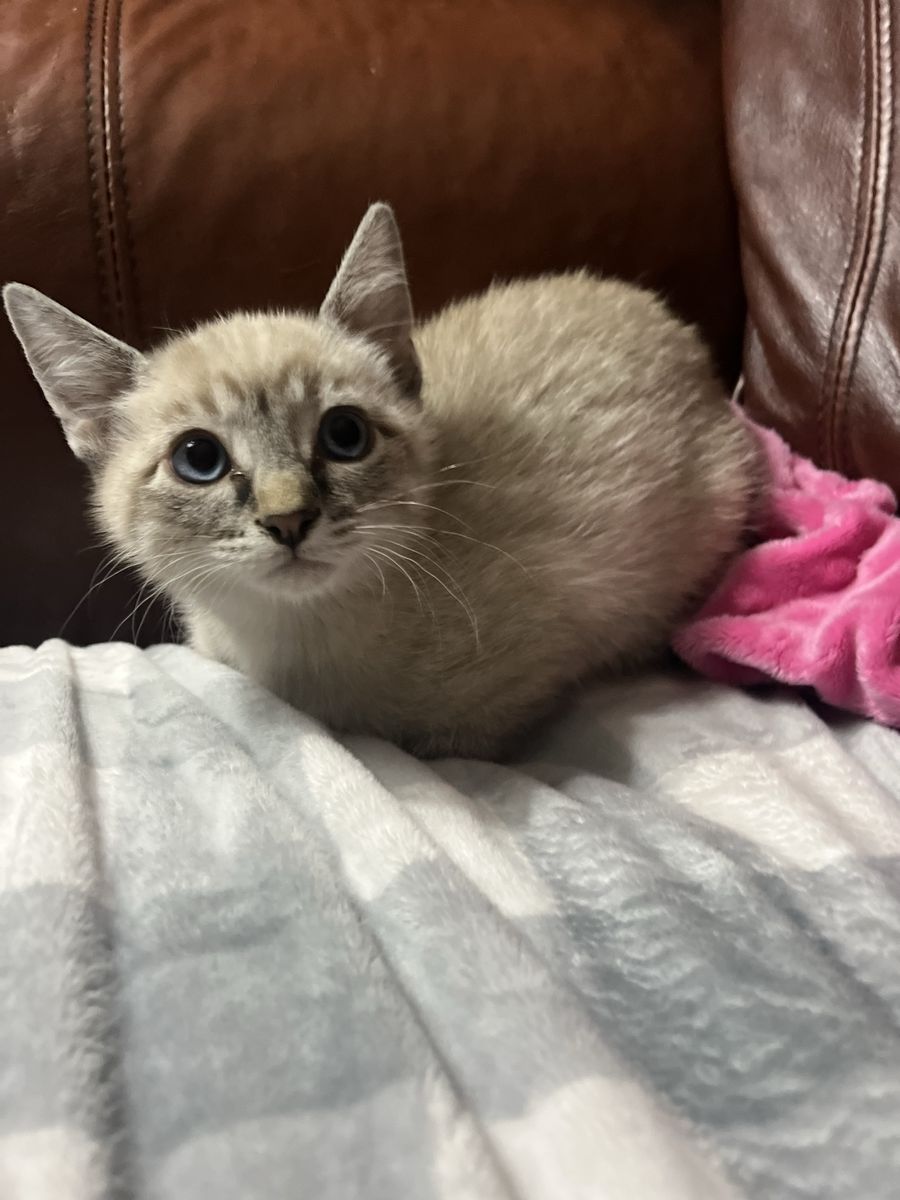Hypoallergenic Russian blue mix kittens!