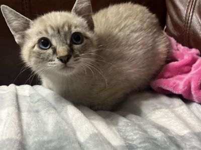 Hypoallergenic Russian blue mix kittens!