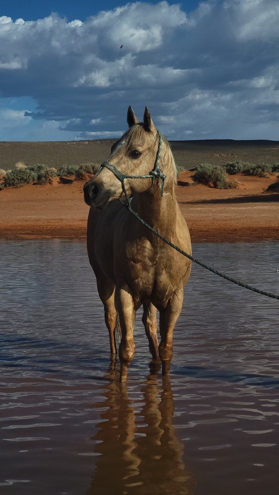 Registered Palimino Gelding