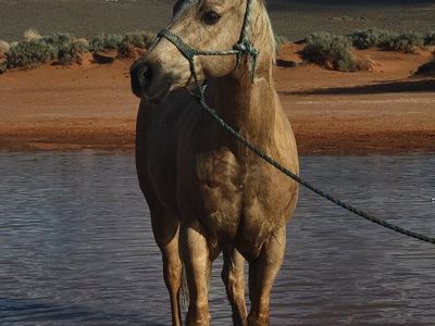 Registered Palimino Gelding