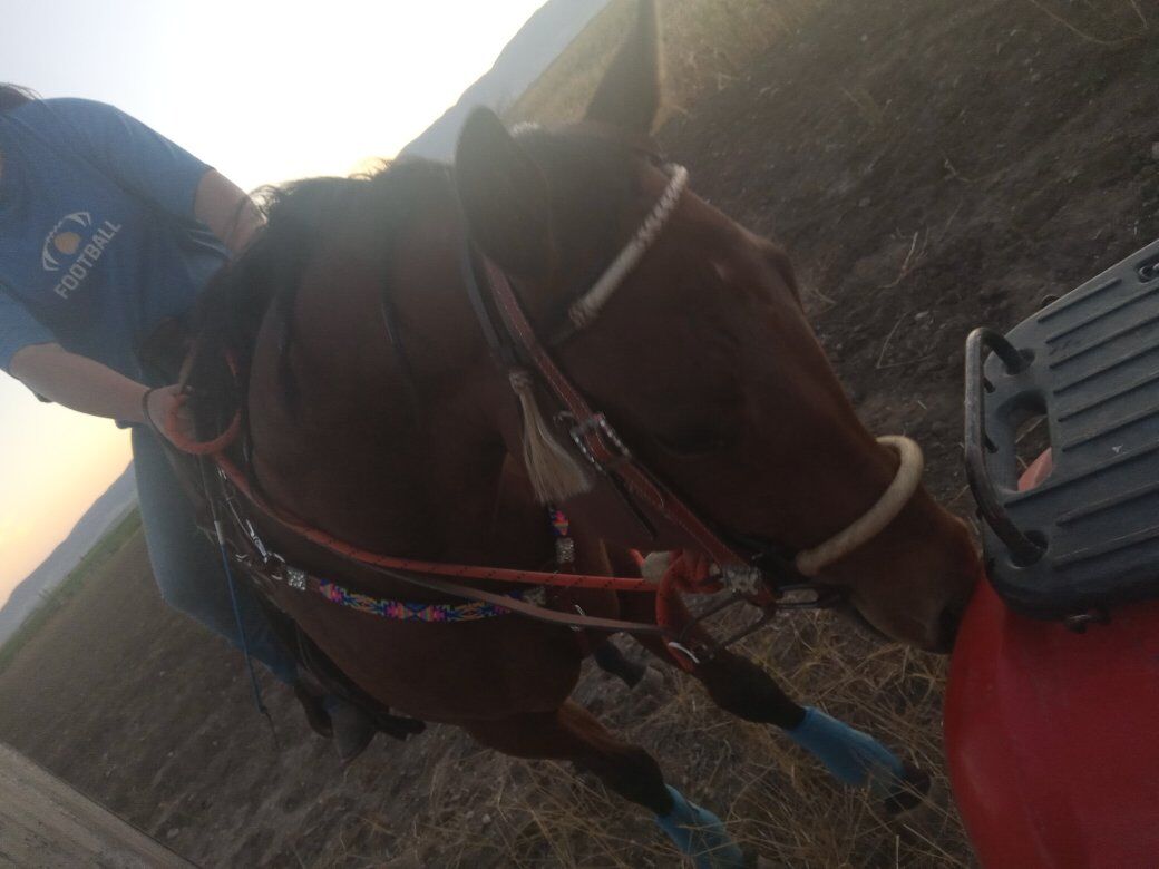 3 years old grade bay filly