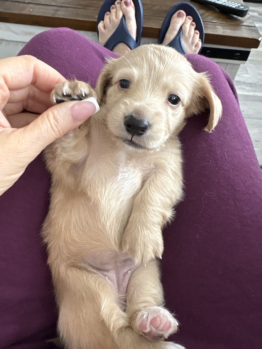 Mini AKC Dachshund Cream Puppies 1 boy 1girl left