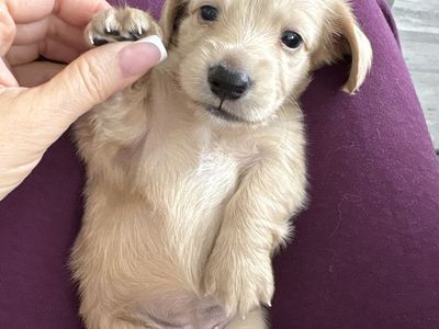 Mini AKC Dachshund Cream Puppies 1 boy 1girl left