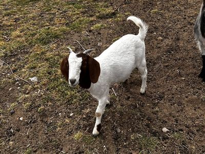 Boar goat