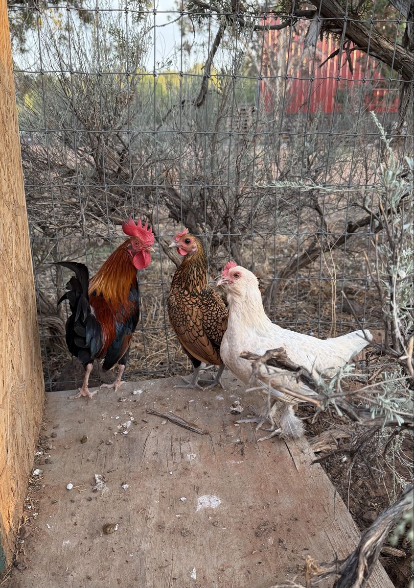 Bantam chicks coming soon!! 