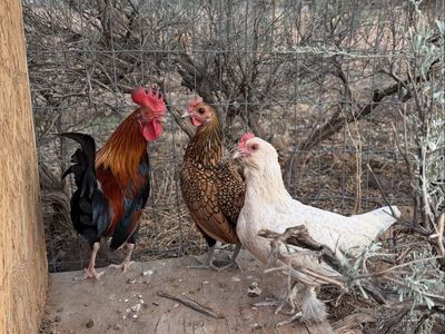 Bantam chicks coming soon!!