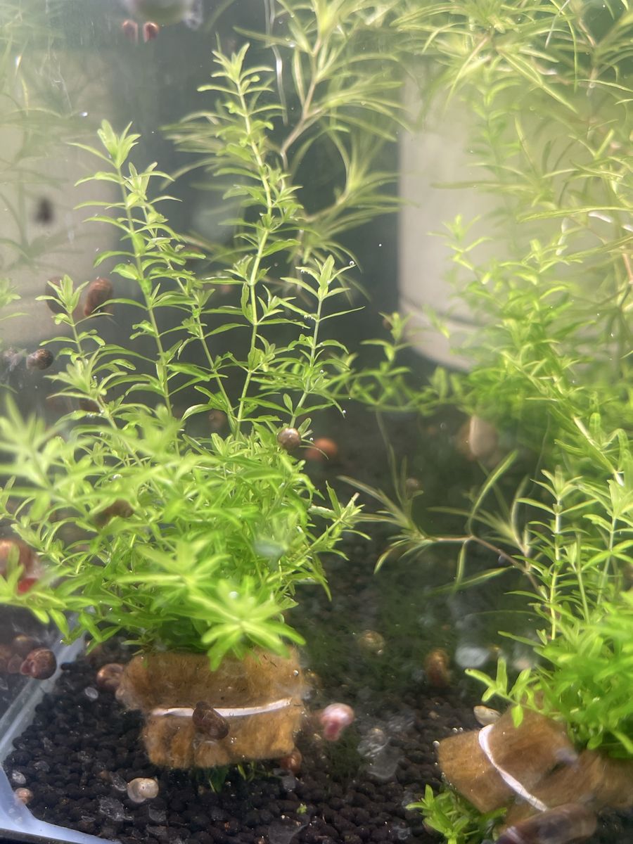 Pearl weed/ guppy grass