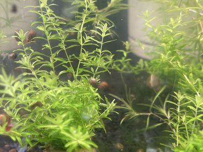 Pearl weed/ guppy grass