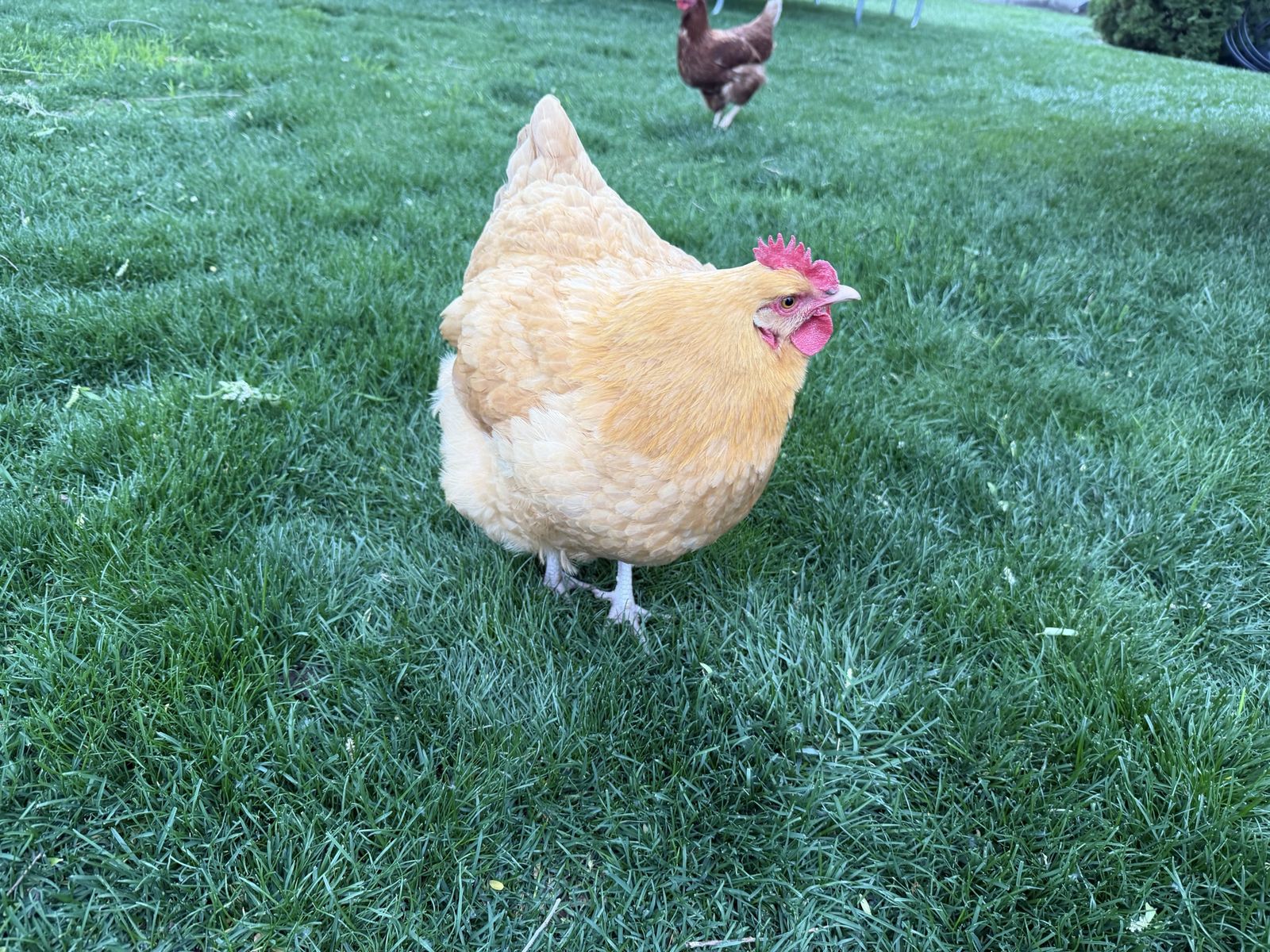 Egg laying hen