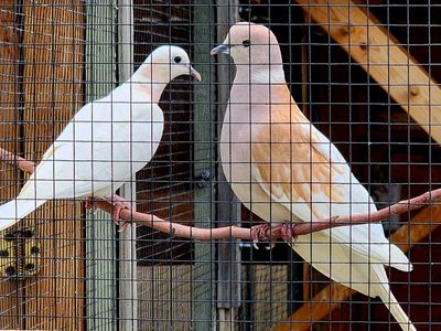Gorgeous Ringneck Doves Available - Violet Neck & Tangerine Pearl