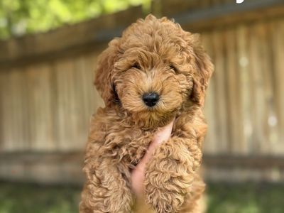 Maltipoo Toy Poodle Puppies