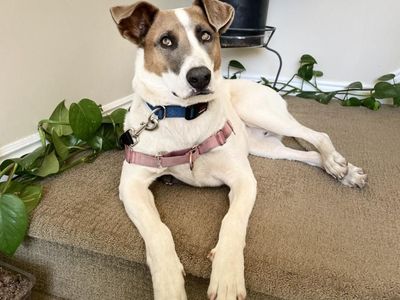 Hello my name is Lannister