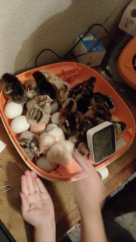 we will incubate your eggs!