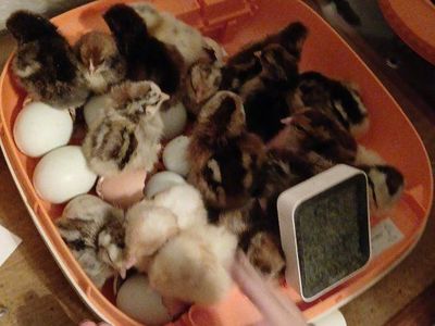 we will incubate your eggs!