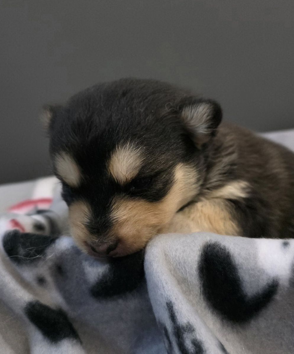 Adorable Pomsky Puppies - Multiple Colors Available, Ready for Forever Homes