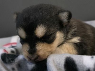 Adorable Pomsky Puppies - Multiple Colors Available, Ready for Forever Homes