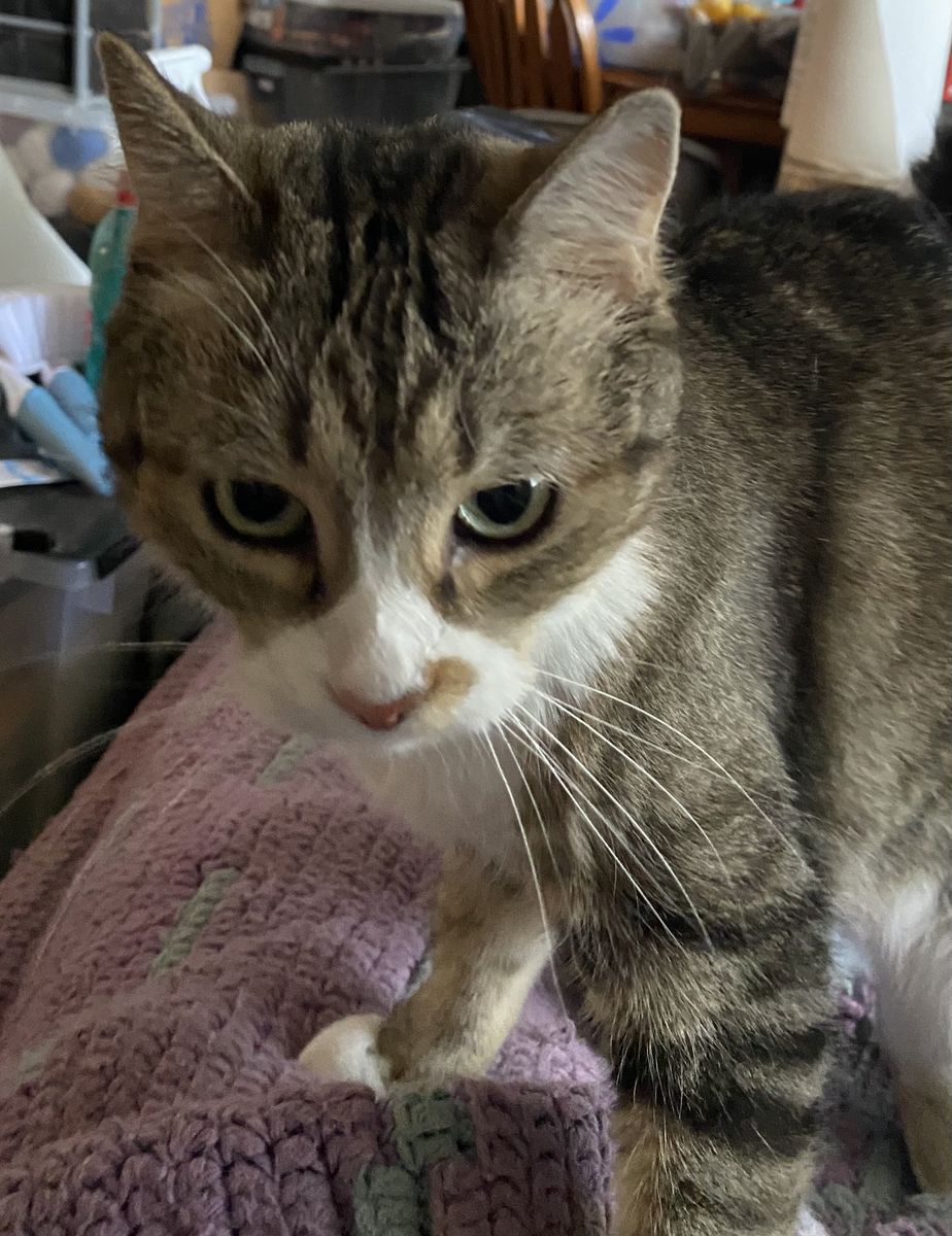 Short-haired tabby (free to good home)
