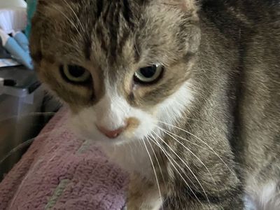 Short-haired tabby (free to good home)