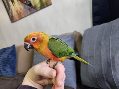 Tame Baby Sun-Jenday Conure