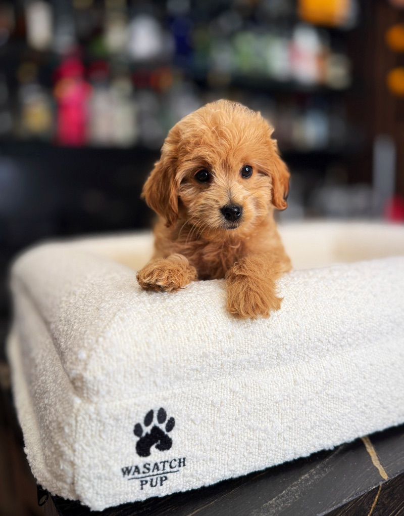 Darling Trained tiny Goldendoodle Boy