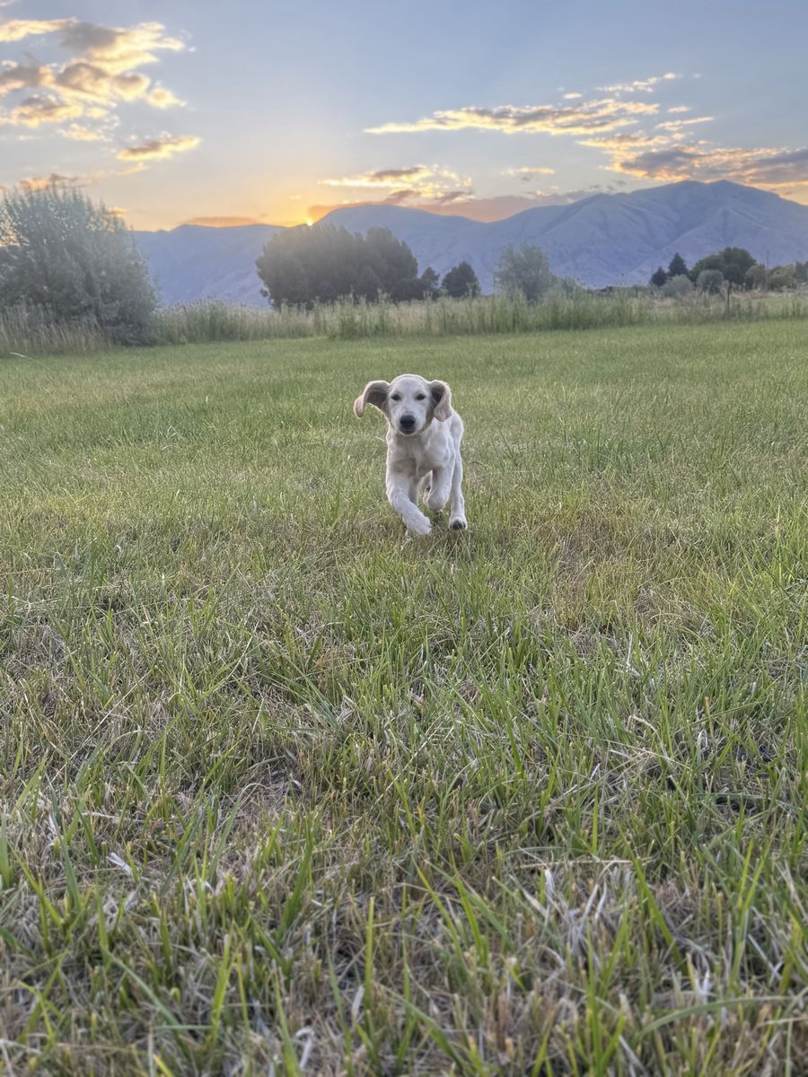 English Cream Golden Retreiver