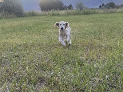 English Cream Golden Retreiver