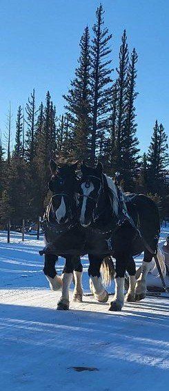 spotted draft gelding