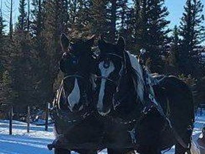 spotted draft gelding