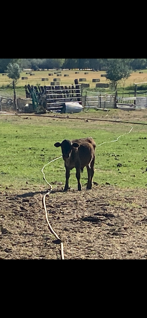 Corriente roping calf