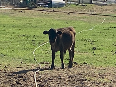 Corriente roping calf
