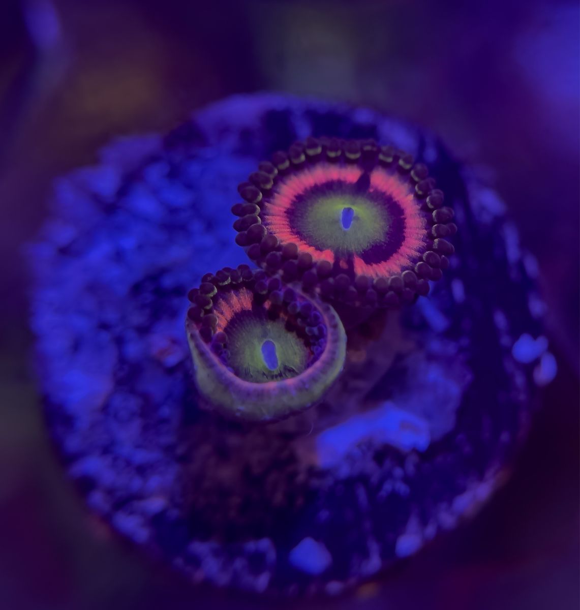 Main image 4